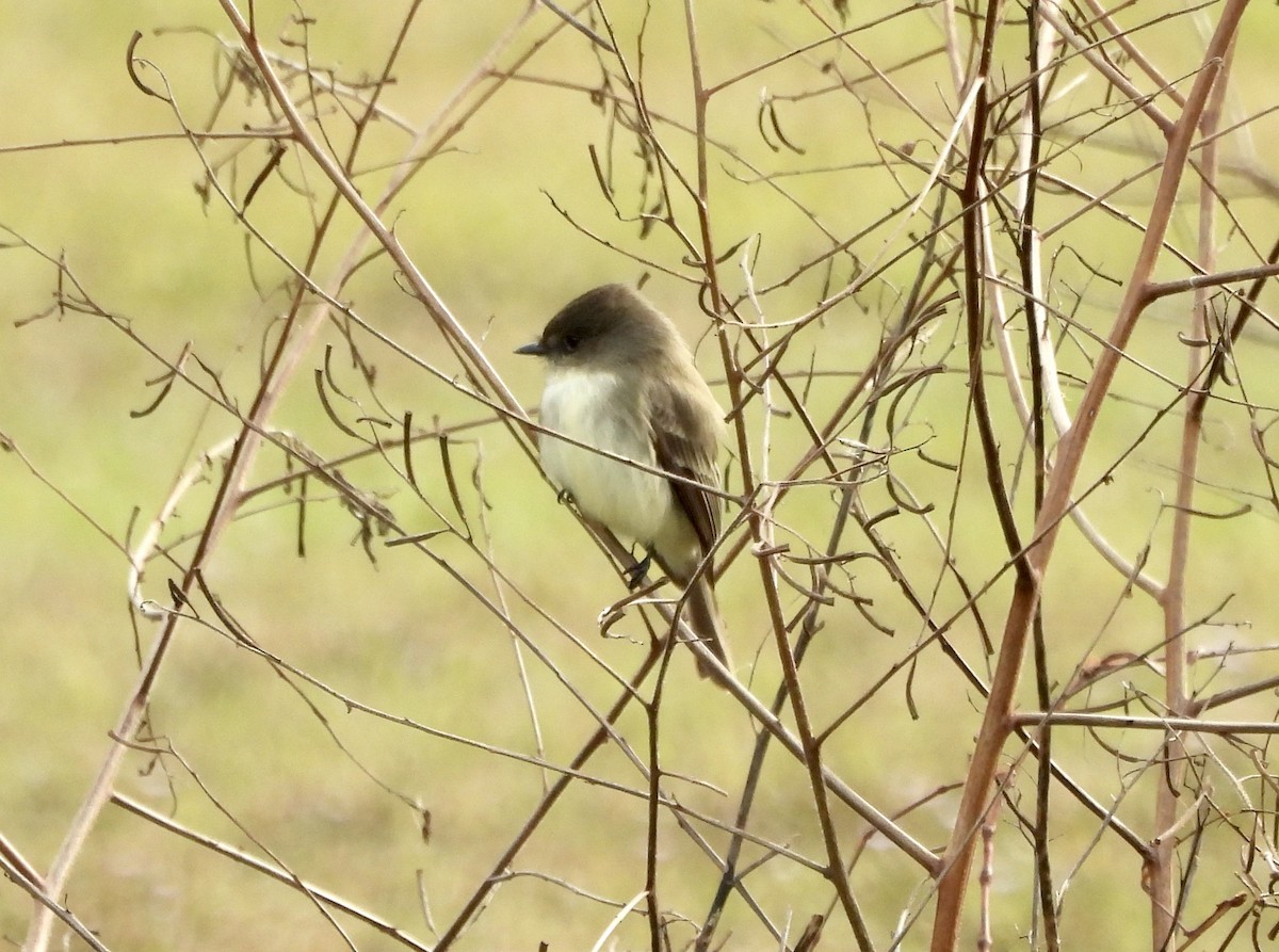 Weißbauch-Phoebetyrann - ML646317092