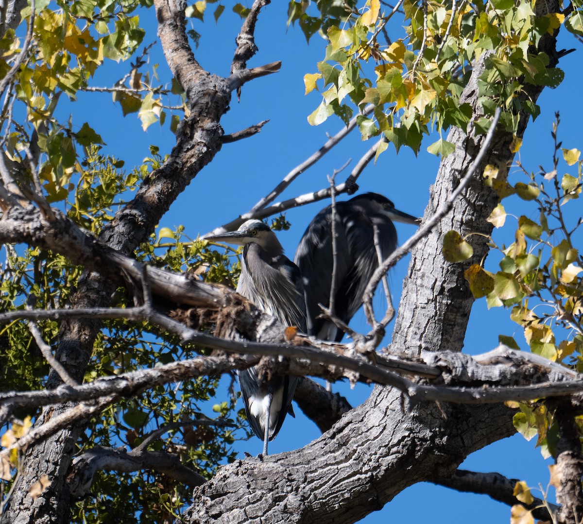 Great Blue Heron - ML646317095