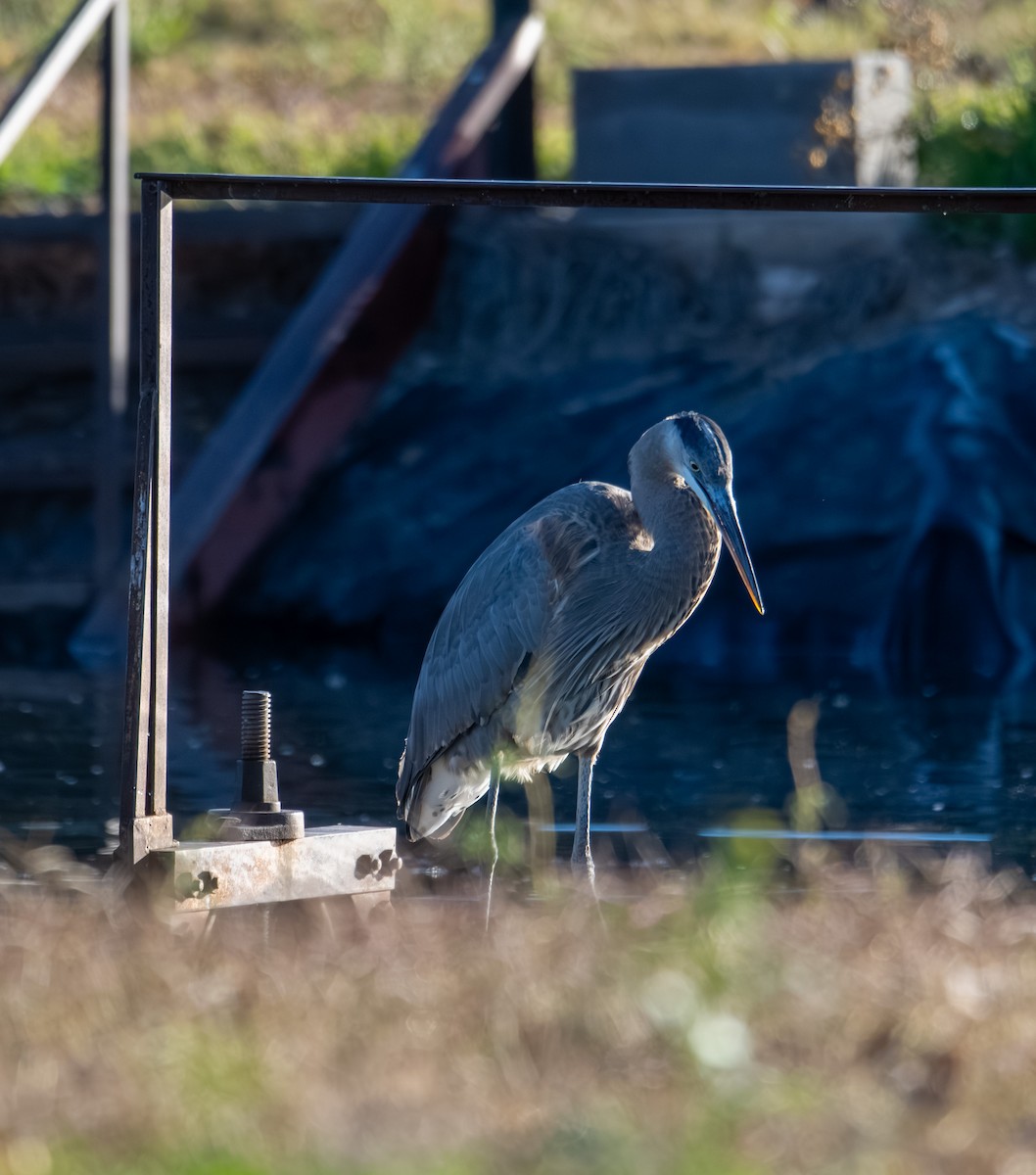 Great Blue Heron - ML646317096