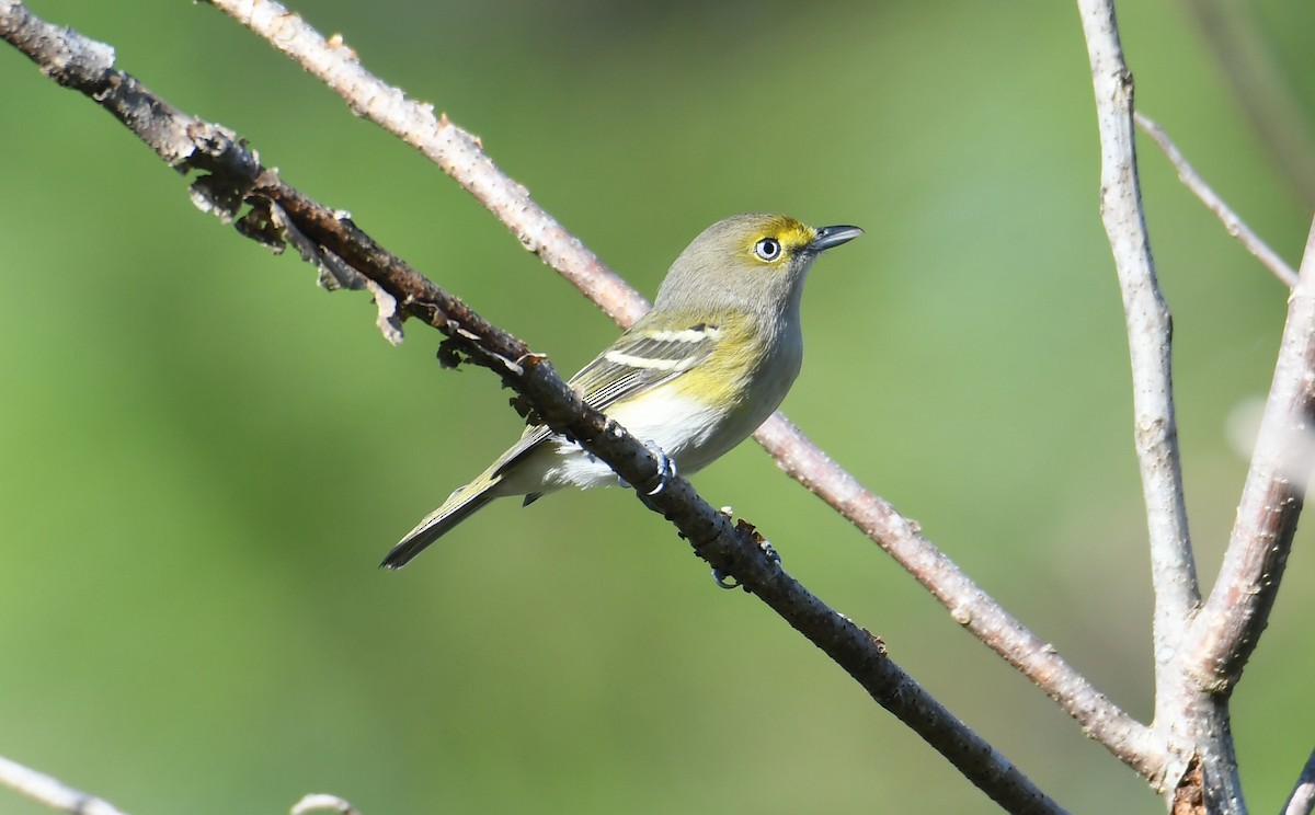ויראו לבן-עין - ML646317097