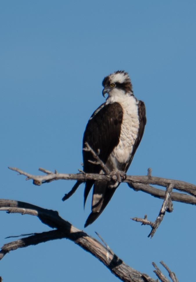 Osprey - ML646317101