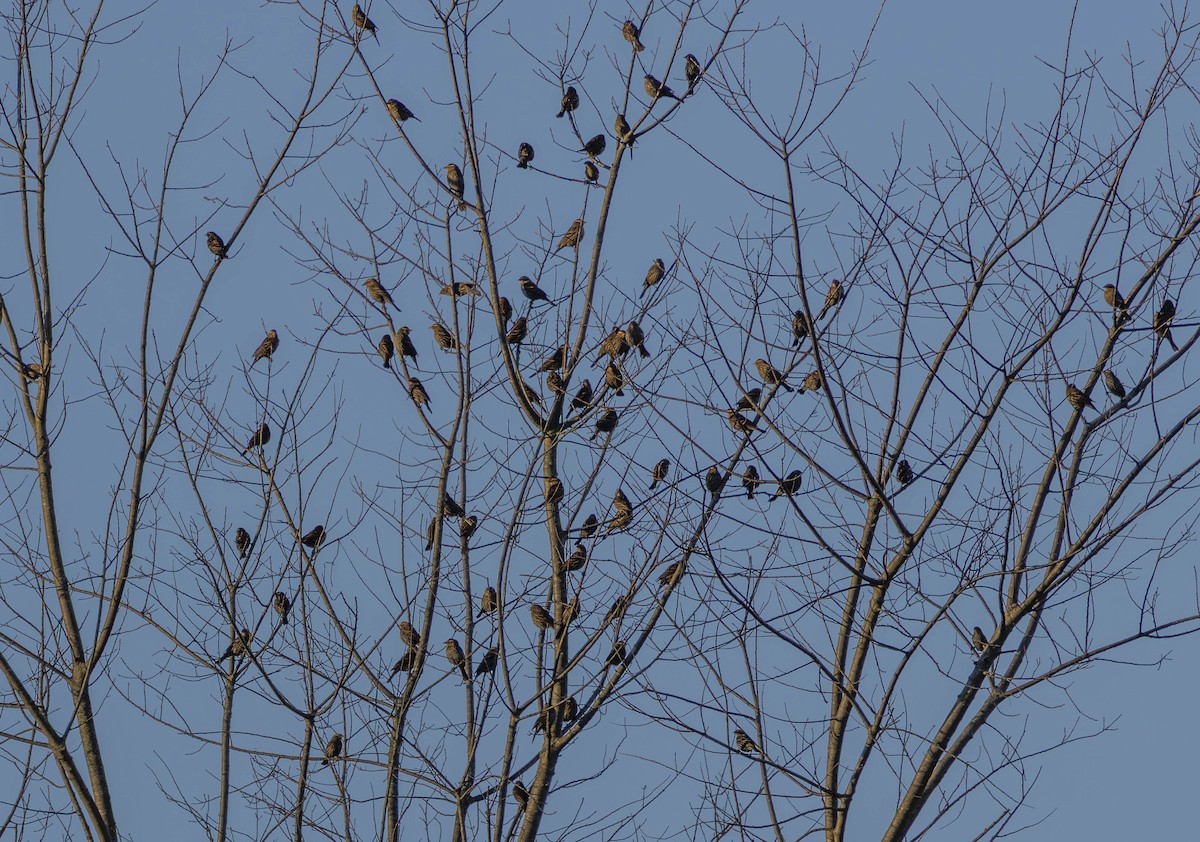 Red-winged Blackbird - ML646317106