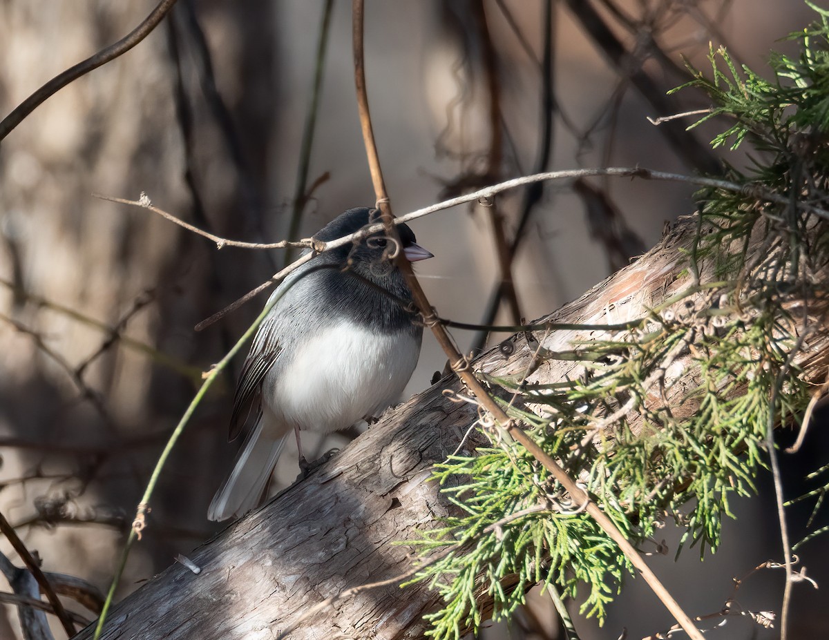 Dark-eyed Junco - ML646317108