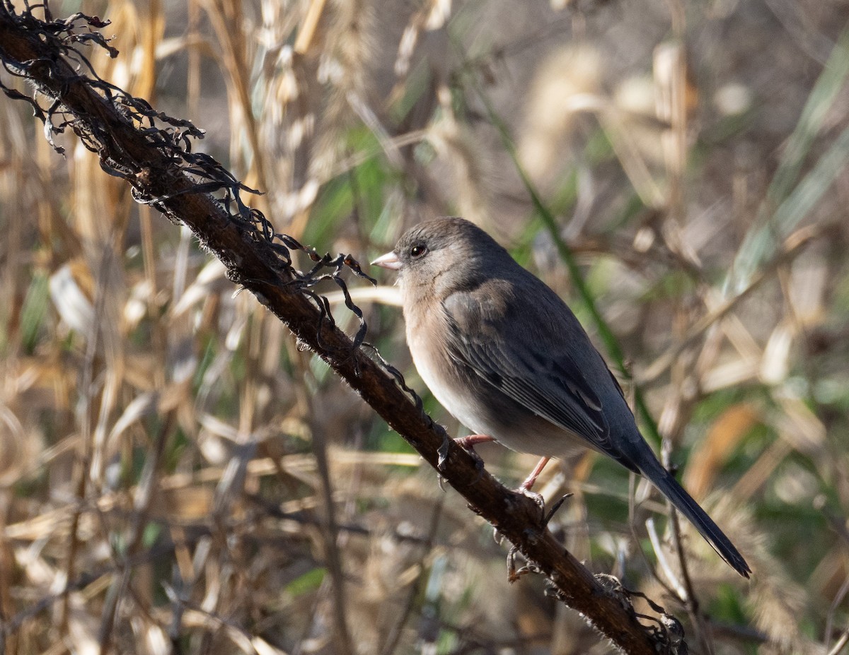 Dark-eyed Junco - ML646317109