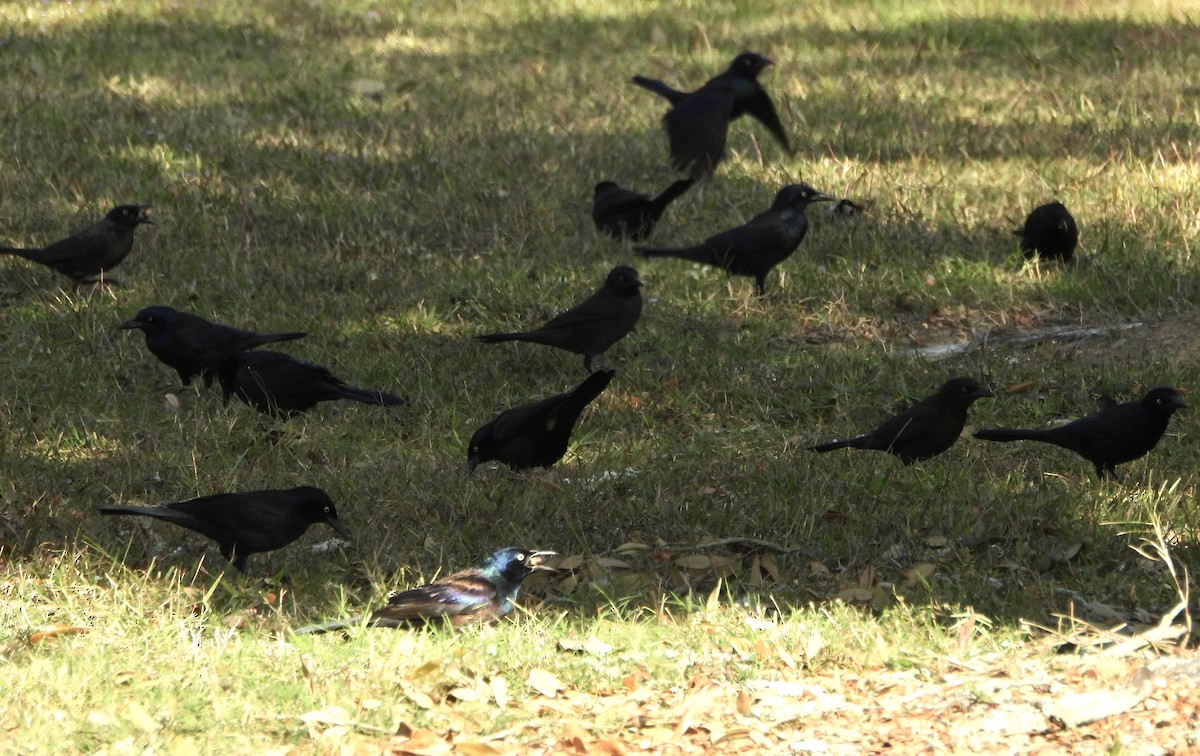 Purpurgrackel - ML646317112