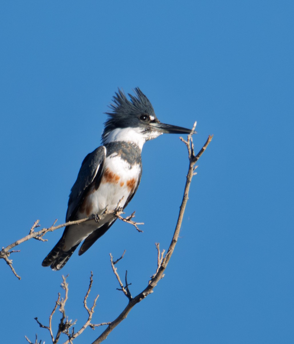 Belted Kingfisher - ML646317118