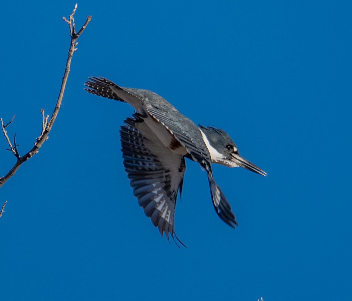Belted Kingfisher - ML646317119