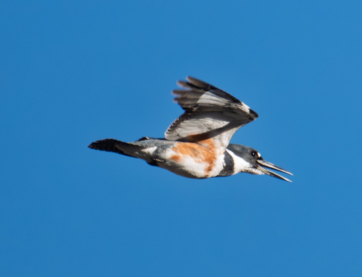 Belted Kingfisher - ML646317120