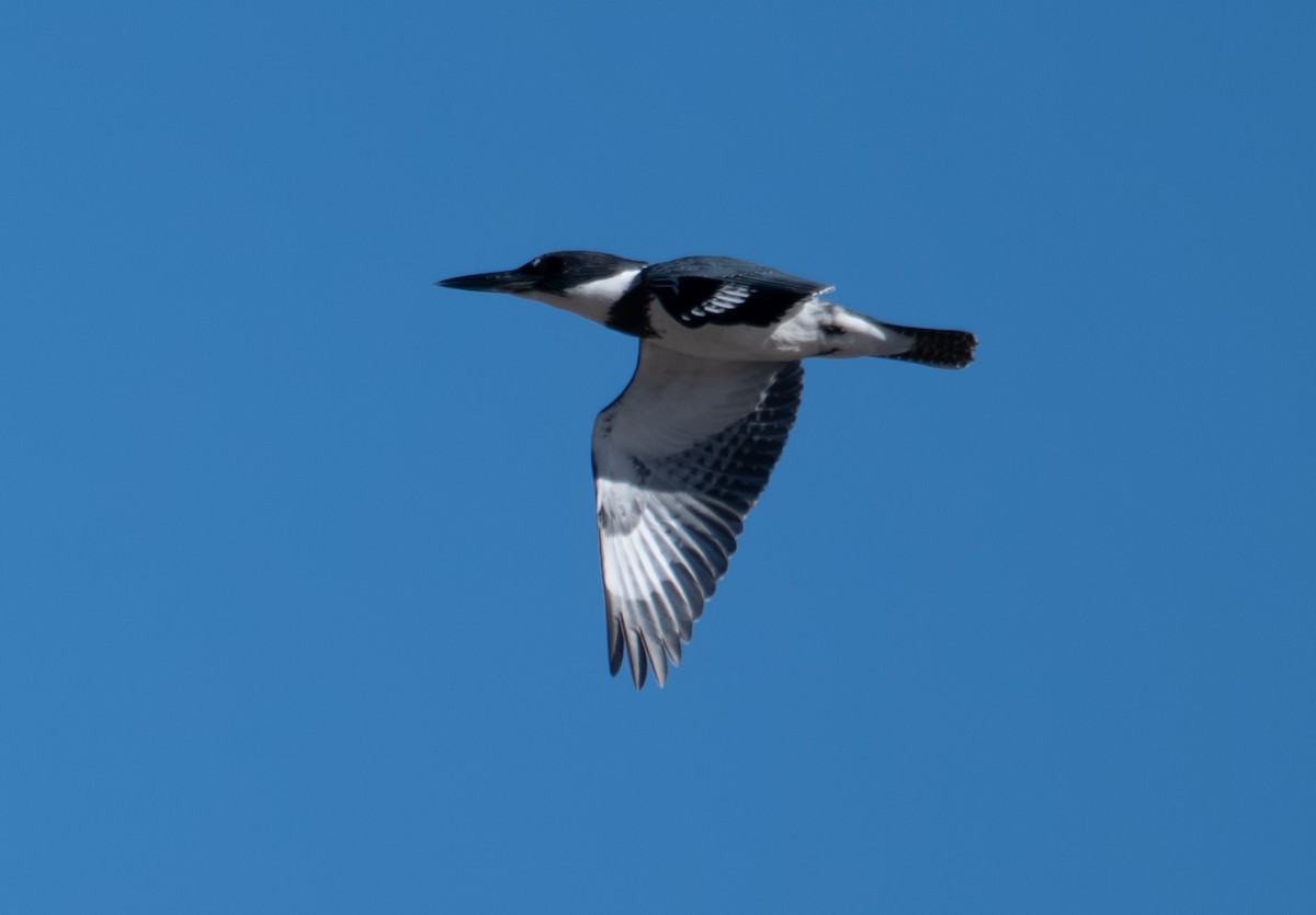 Belted Kingfisher - ML646317121