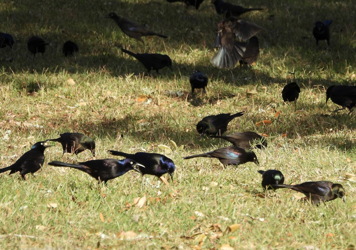 Purpurgrackel - ML646317125