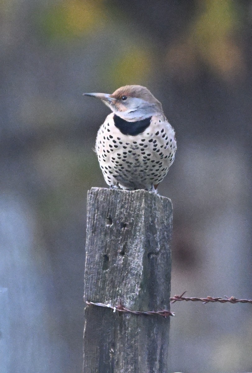 Northern Flicker - ML646317128