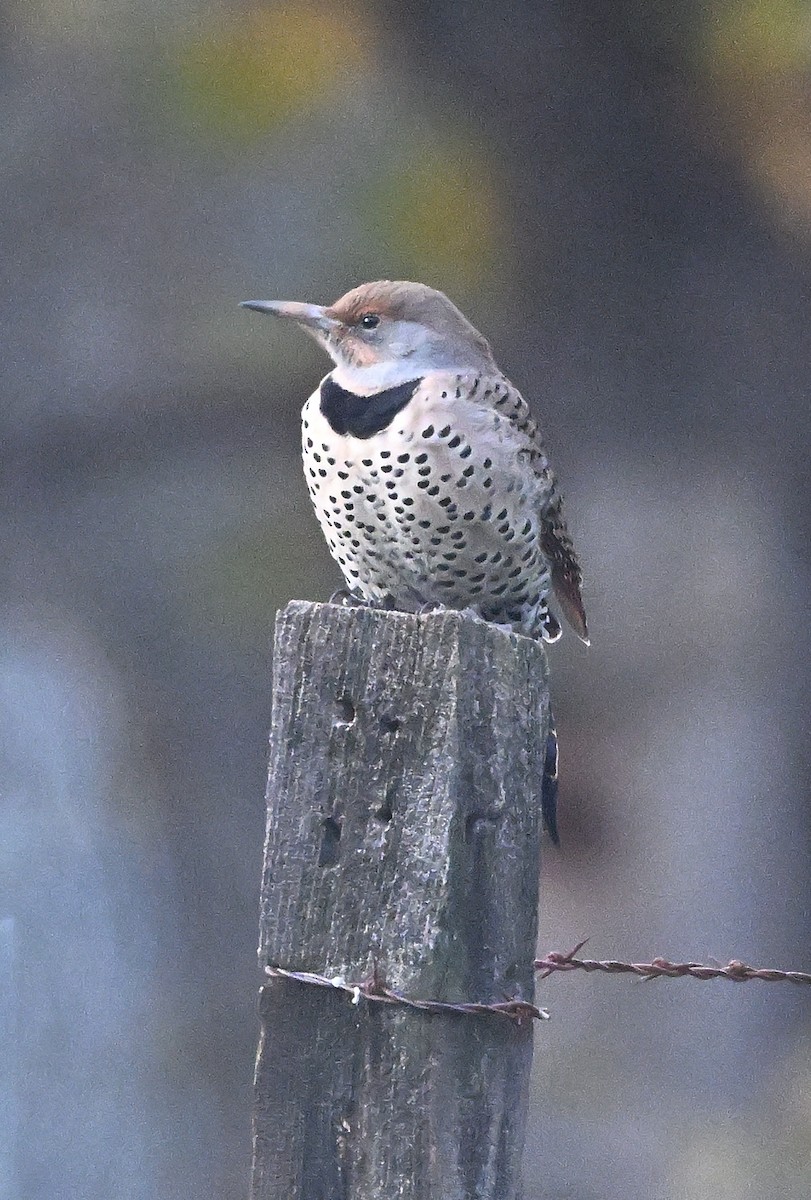 Northern Flicker - ML646317130