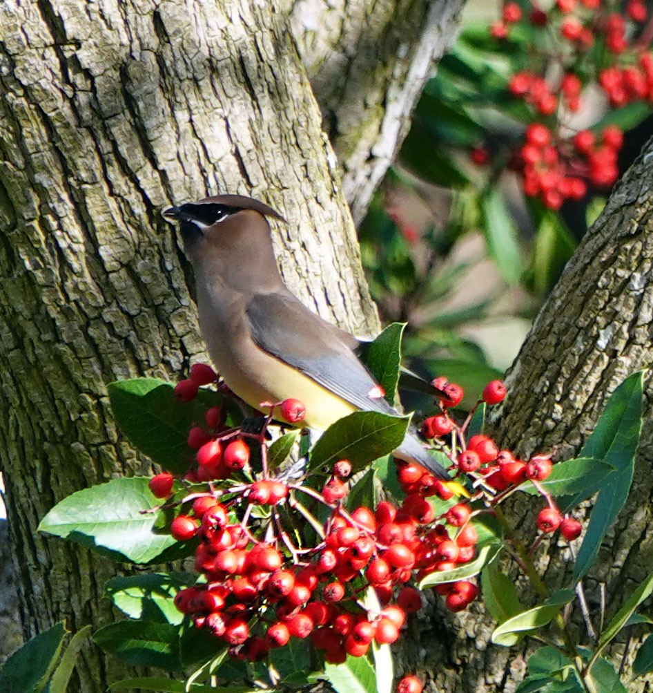 ヒメレンジャク - ML646317146