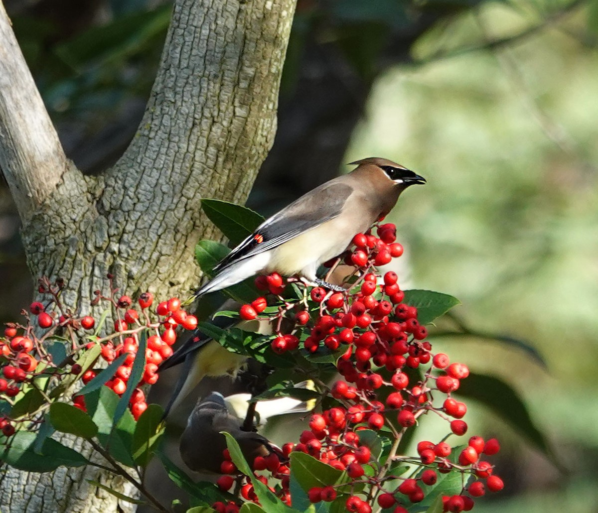 ヒメレンジャク - ML646317148