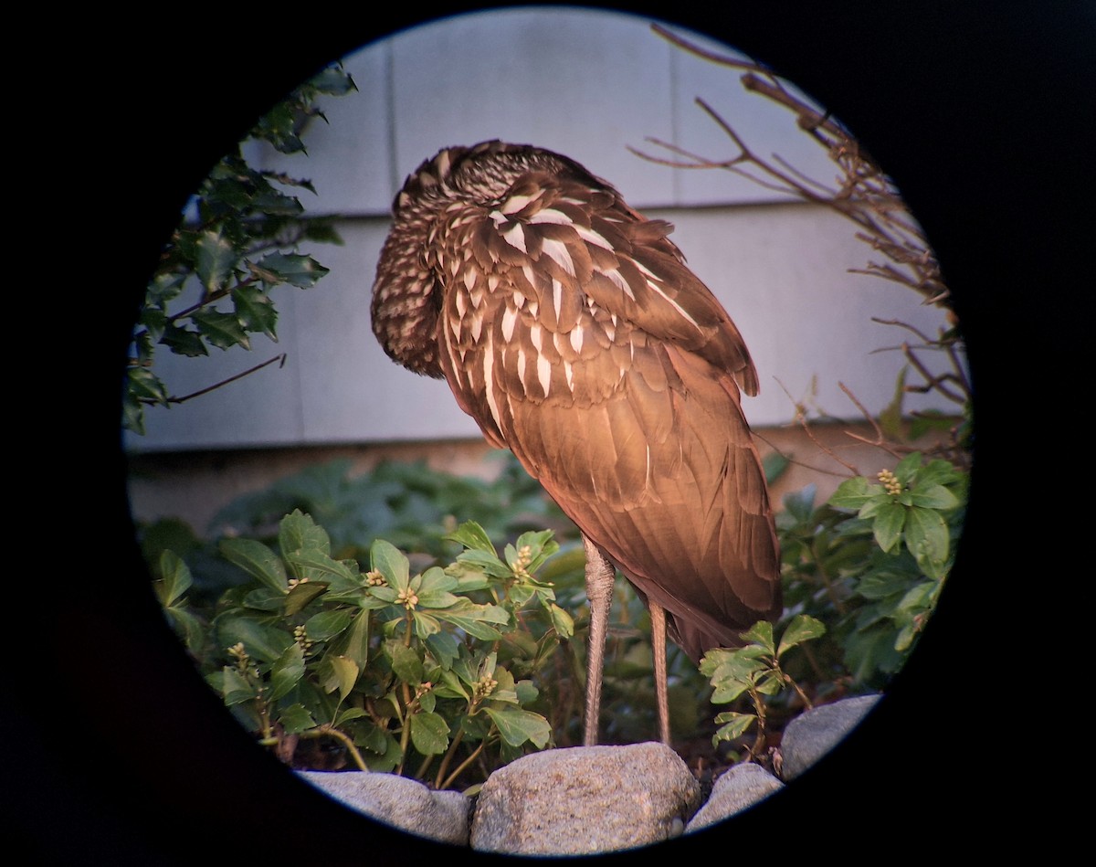 kurlan chřástalovitý - ML646317149