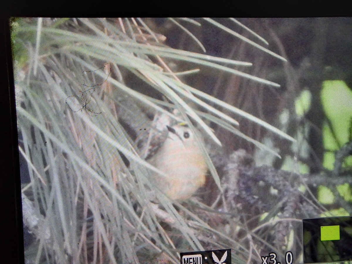 戴菊鳥 - ML646317150