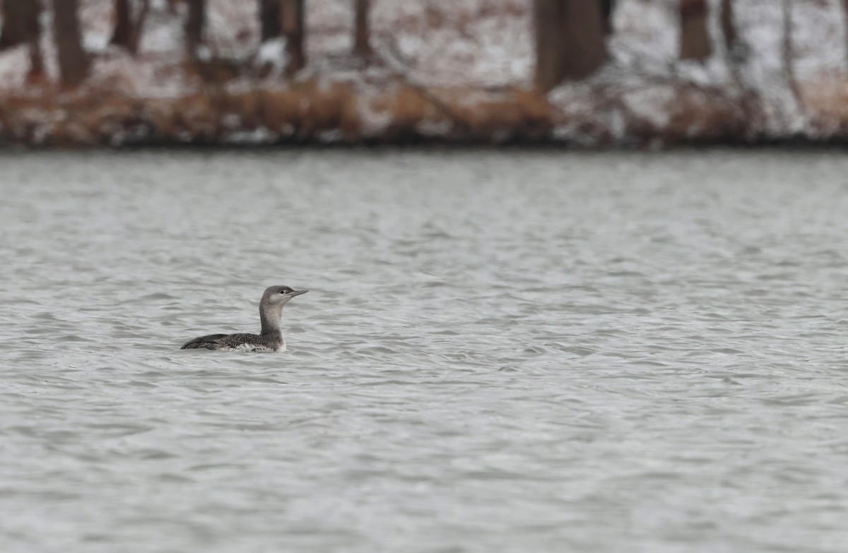 Plongeon catmarin - ML646317155