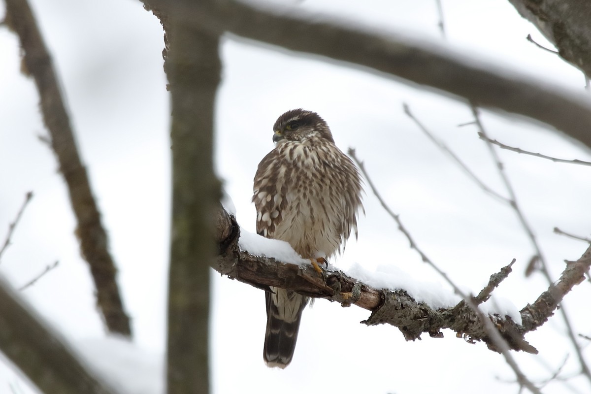 Merlin - ML646317156