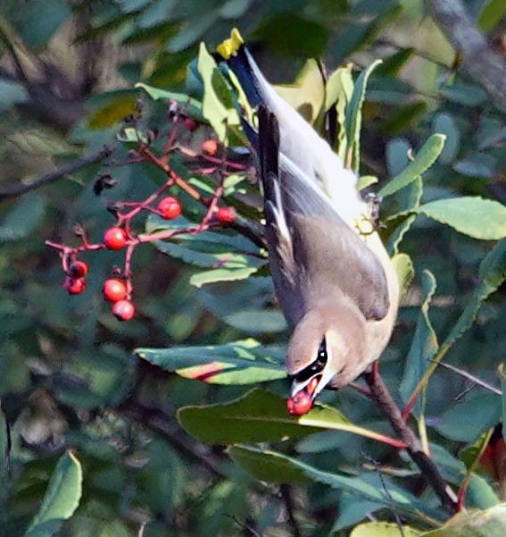 ヒメレンジャク - ML646317158