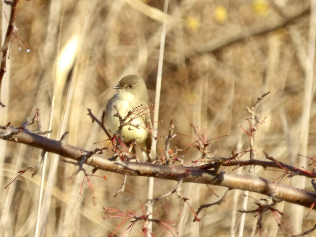 Mosquero Fibí - ML646317161