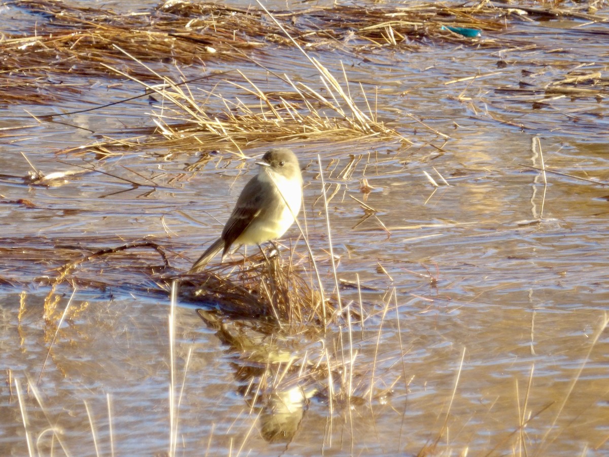 Mosquero Fibí - ML646317162