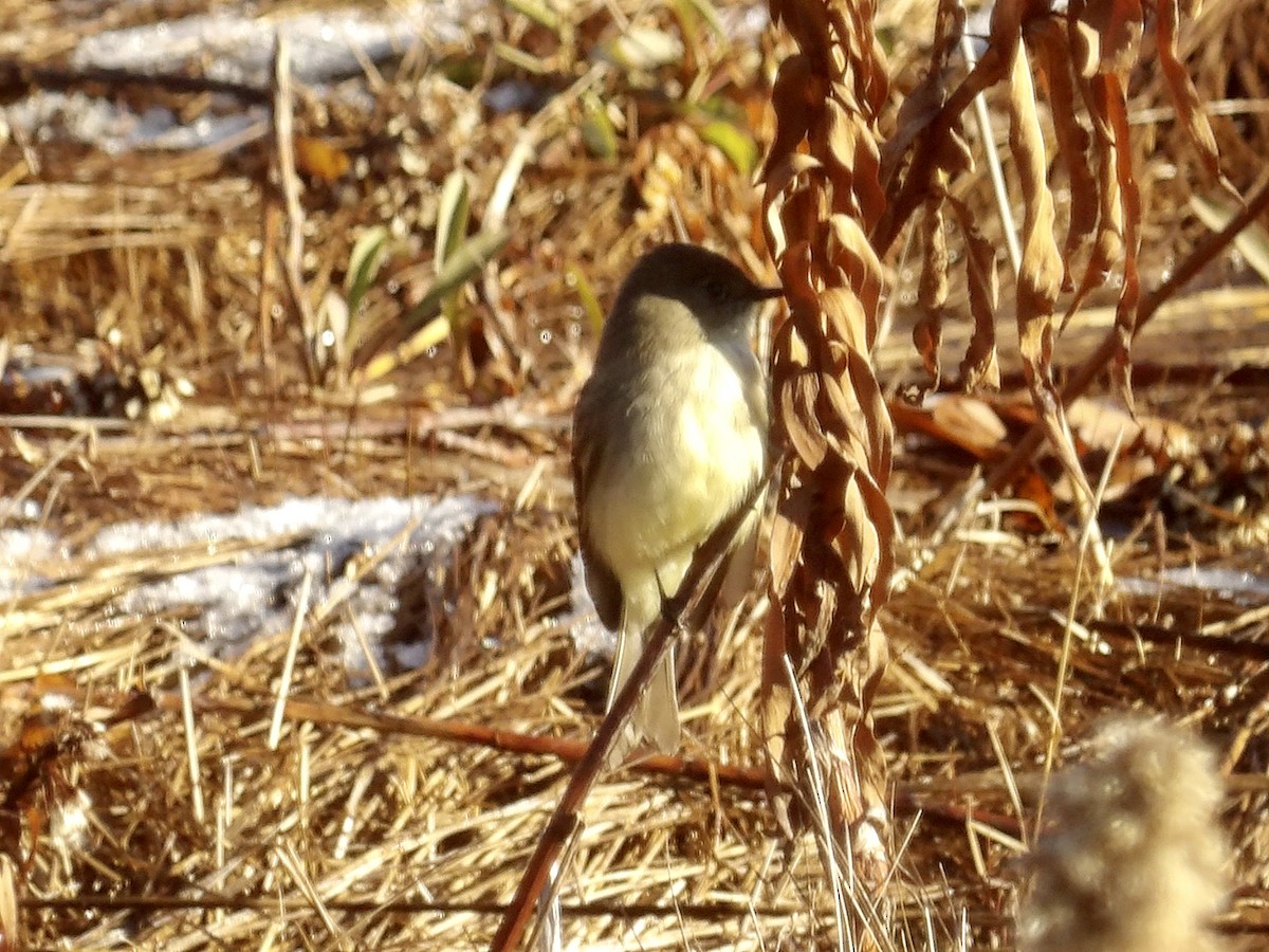 Mosquero Fibí - ML646317163