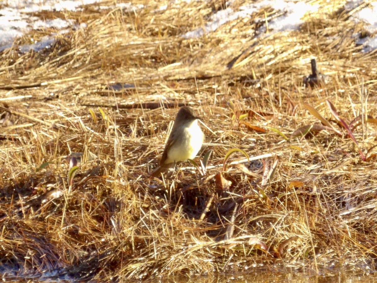 Mosquero Fibí - ML646317164