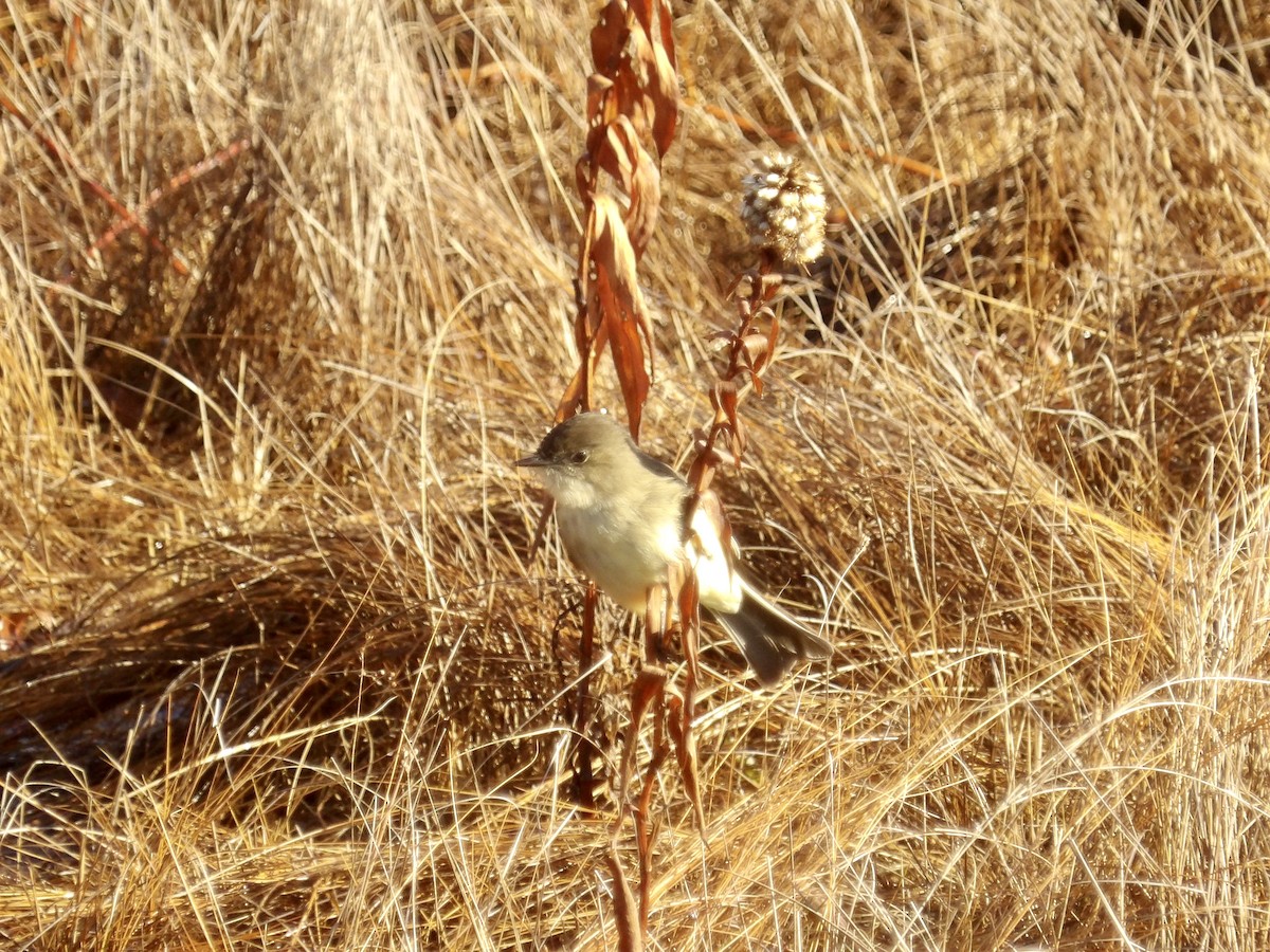 Mosquero Fibí - ML646317167