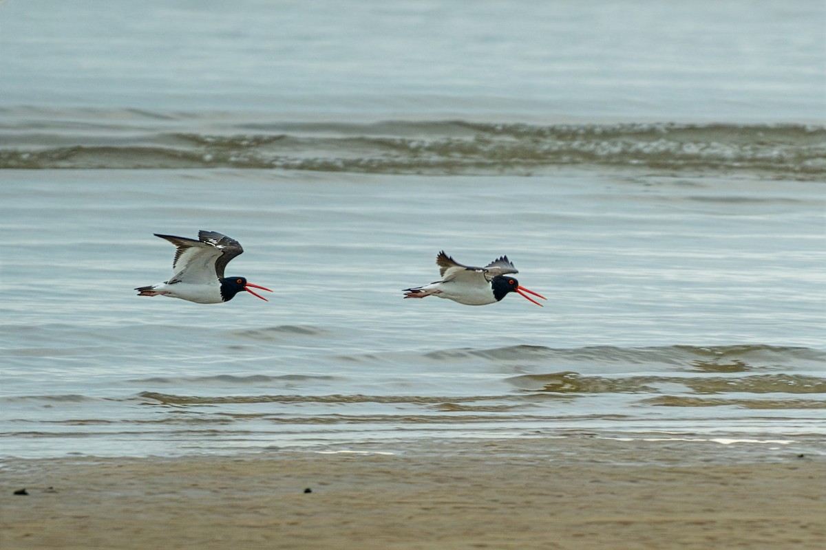 American Oystercatcher - ML646317175