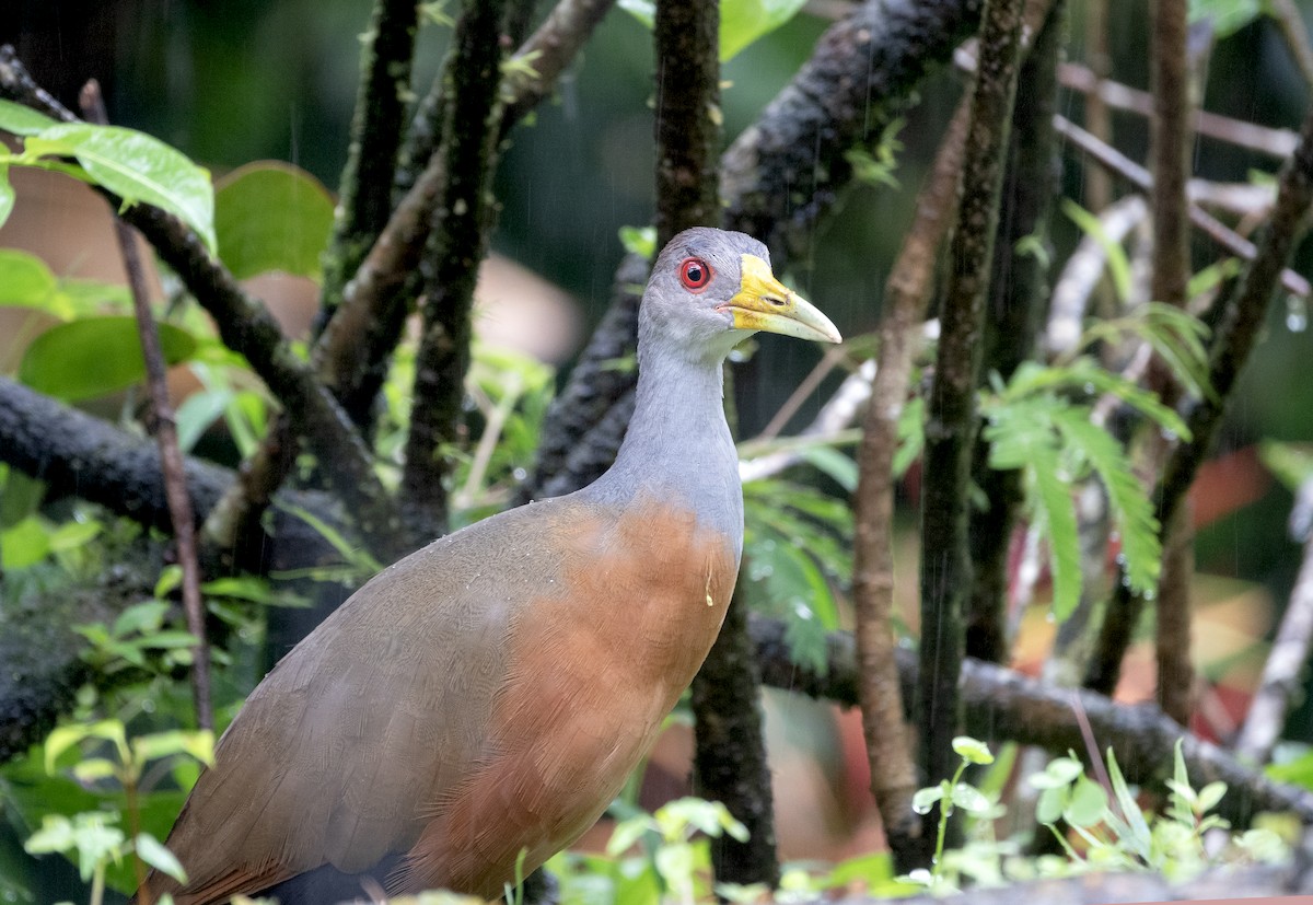 Gray-cowled Wood-Rail - ML646317177
