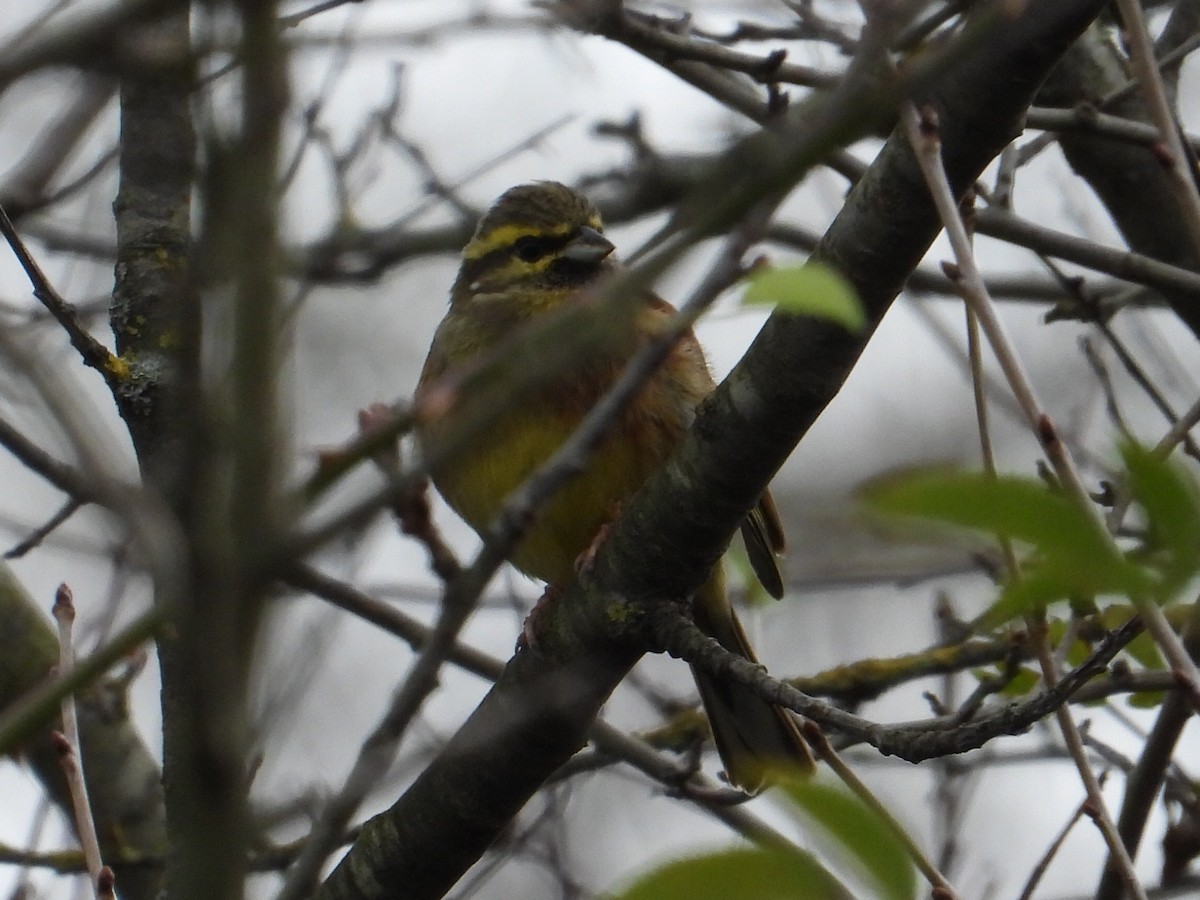 Cirl Bunting - ML646317178