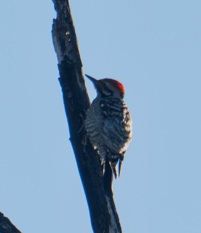 Ladder-backed Woodpecker - ML646317179