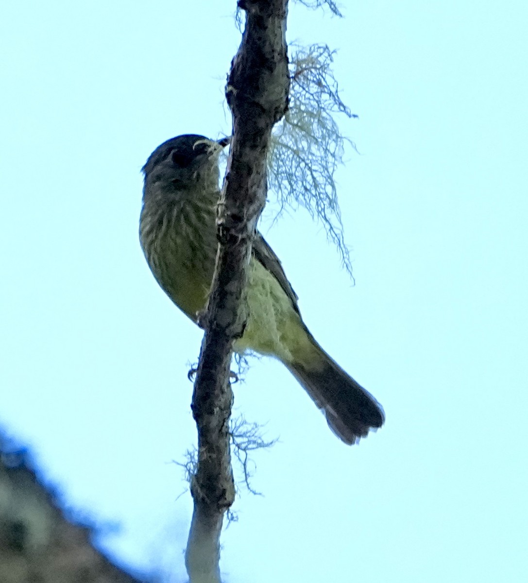 Mountain Elaenia - ML646317183