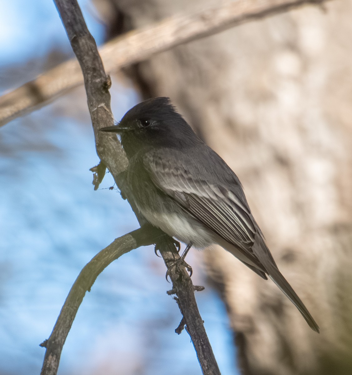 Black Phoebe - ML646317184
