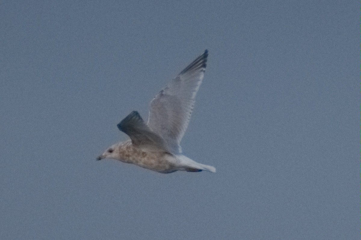 Iceland Gull (Thayer's) - ML646317185