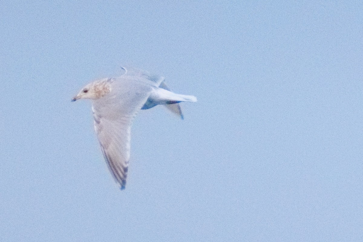 Iceland Gull (Thayer's) - ML646317186