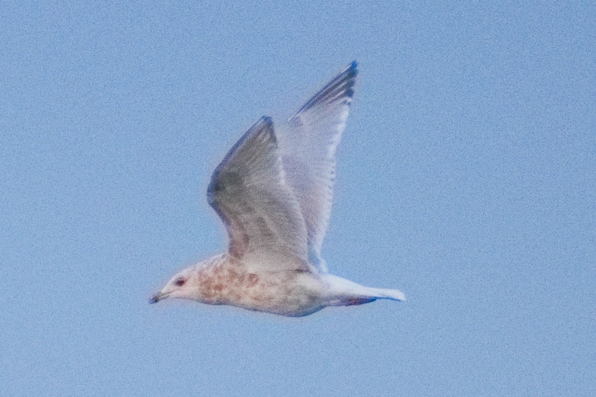 Iceland Gull (Thayer's) - ML646317187