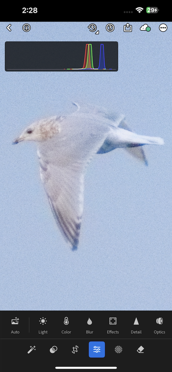 Iceland Gull (Thayer's) - ML646317188