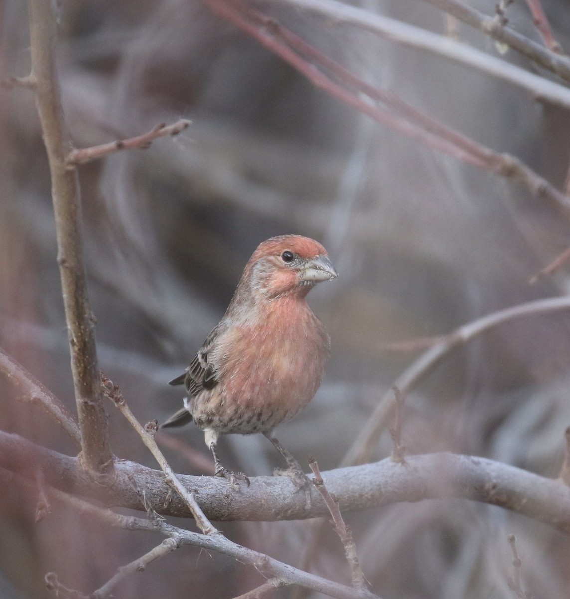 Мексиканская чечевица - ML646317191