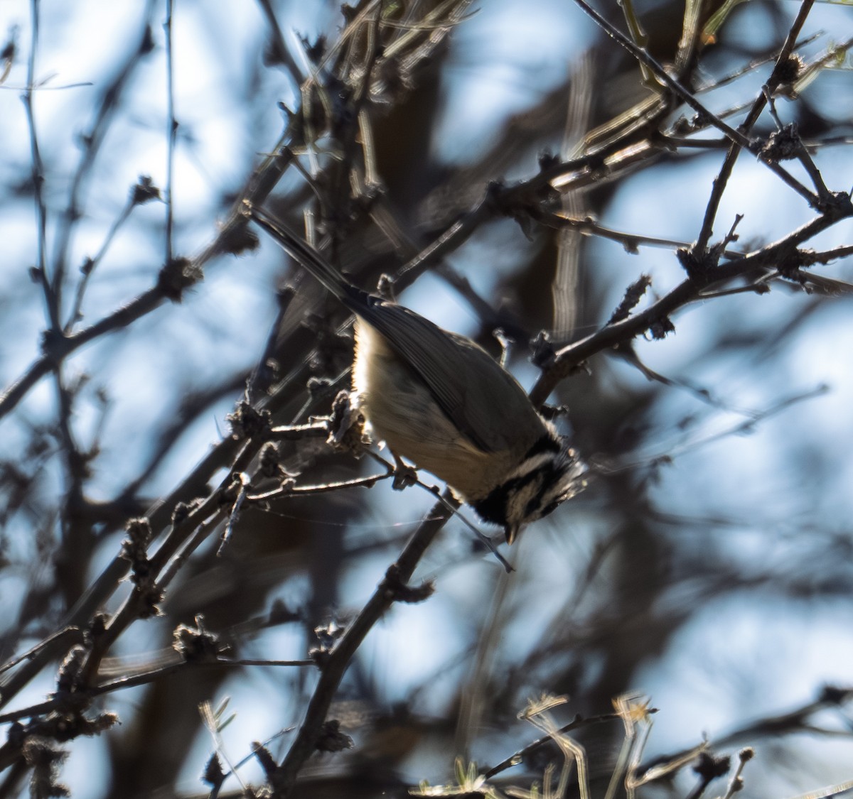 Bridled Titmouse - ML646317192