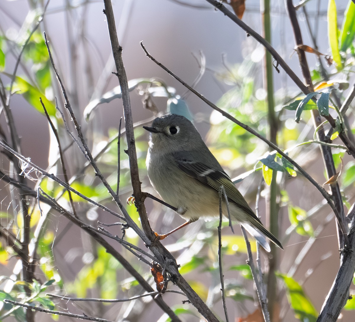 Ruby-crowned Kinglet - ML646317197