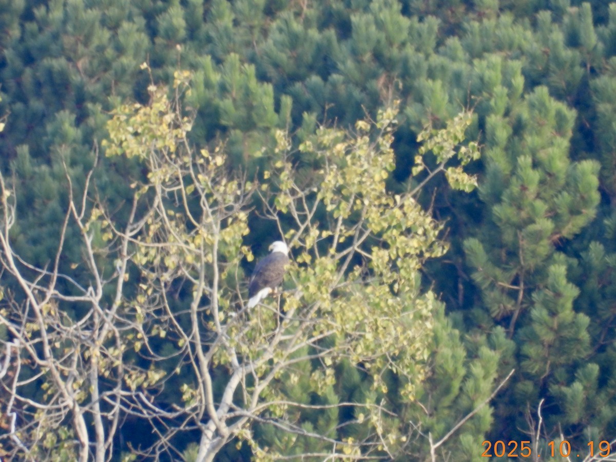 Pygargue à tête blanche - ML646317199