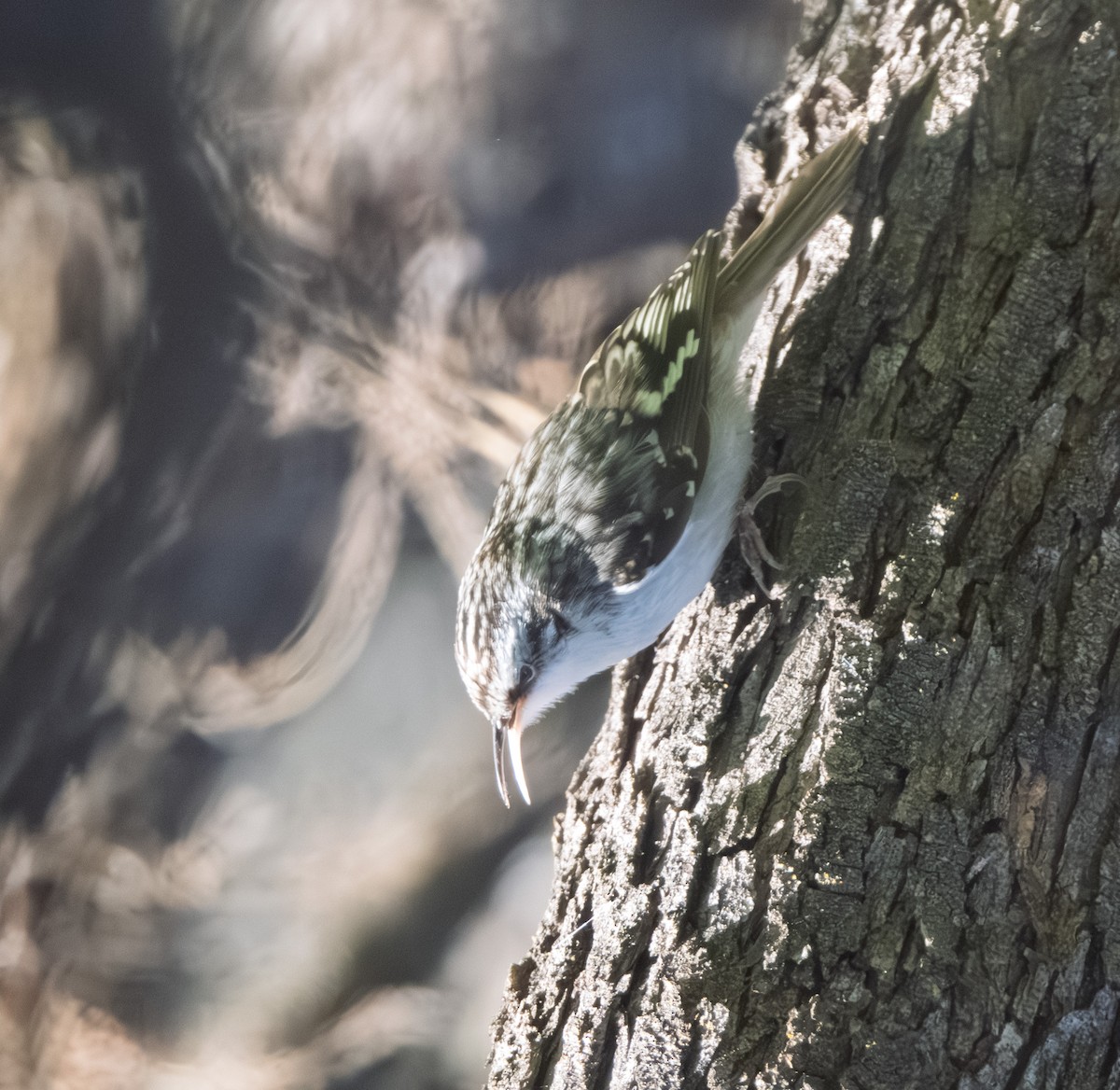 Brown Creeper - ML646317203