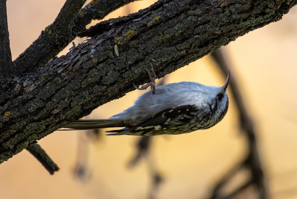 Brown Creeper - ML646317204