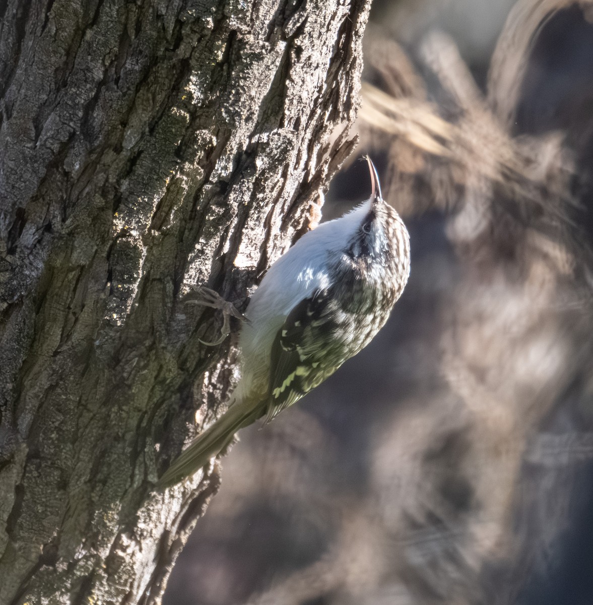 Brown Creeper - ML646317205