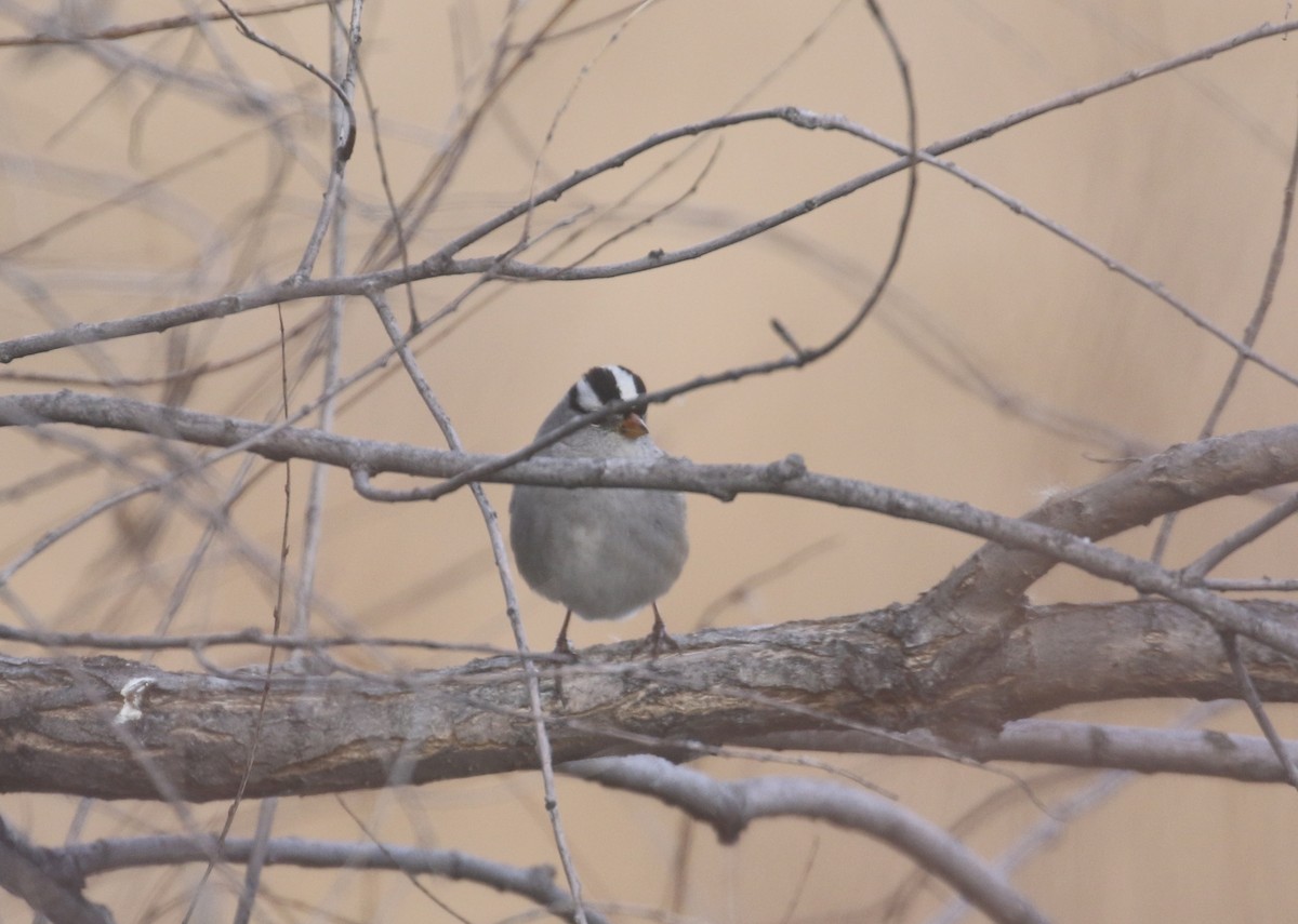 Белобровая овсянка - ML646317206