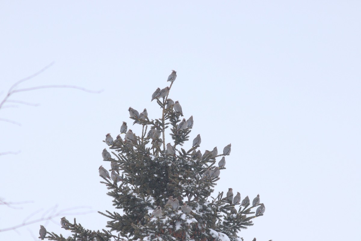 Bohemian Waxwing - ML646317208