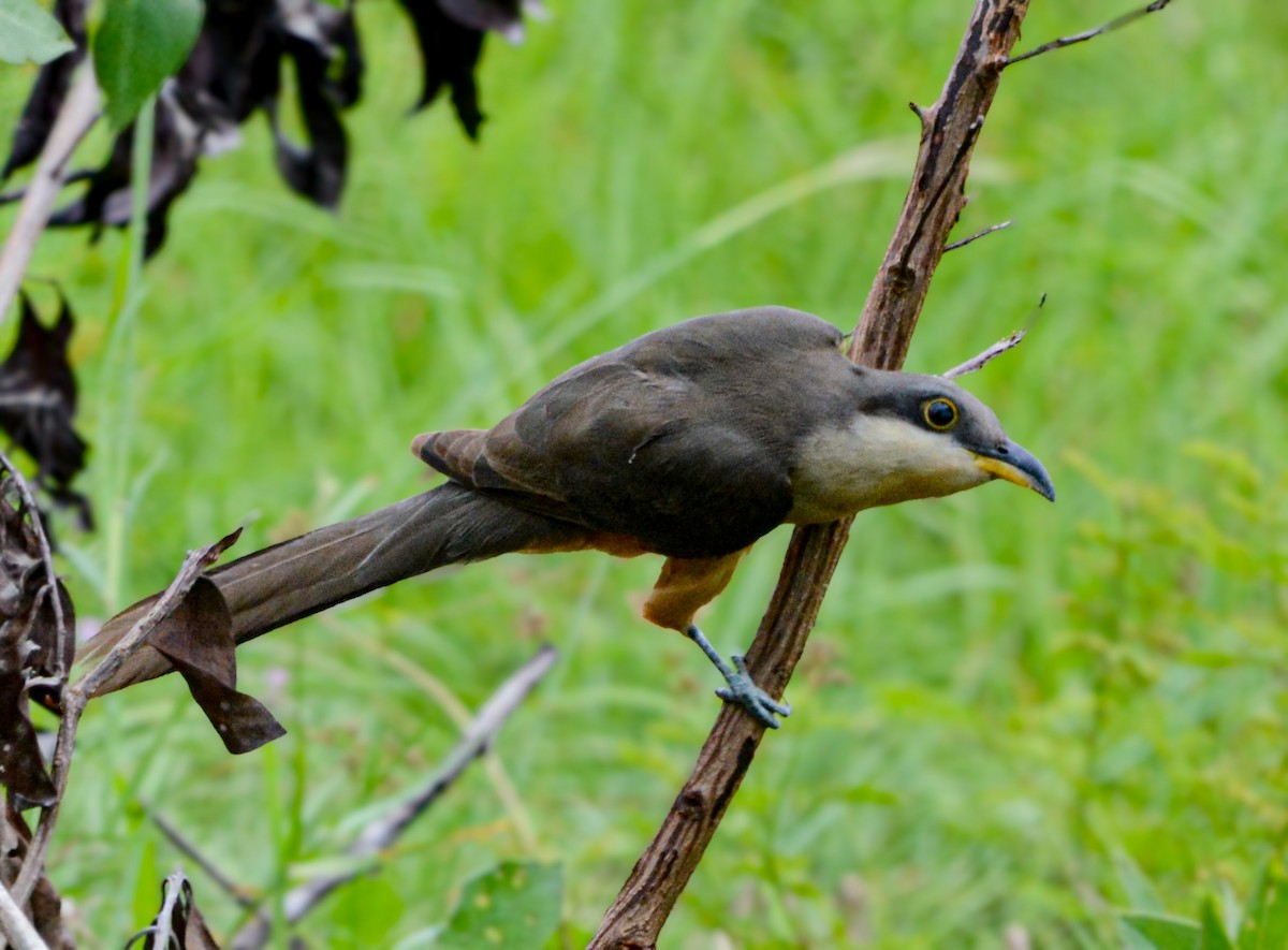Mangrove Cuckoo - ML646317209