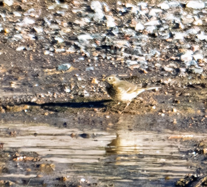 American Pipit - ML646317215