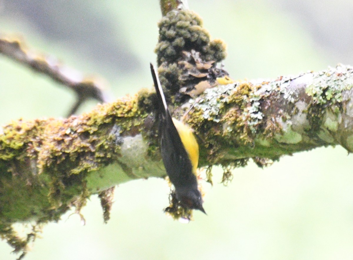 Slate-throated Redstart - ML646317219